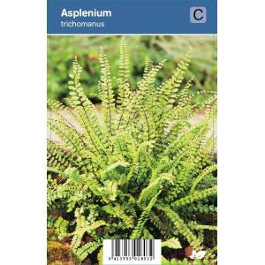 Steenbreekvaren (Asplenium Trichomanes) schaduwplant 