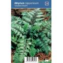 Japanse regenboog (athyrium nipponicum &ldquo;Urselers Red&reg;&rdquo;) schaduwplant
