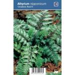 Japanse regenboog (athyrium nipponicum &ldquo;Urselers Red&reg;&rdquo;) schaduwplant