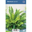 Dubbelloof (blechnum spicant) schaduwplant