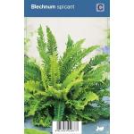 Dubbelloof (blechnum spicant) schaduwplant