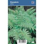 Schildvaren (dryopteris affinis) schaduwplant