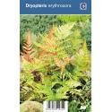Herfstvaren (dryopteris erythrosora) schaduwplant