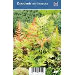 Herfstvaren (dryopteris erythrosora) schaduwplant