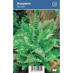 Mannetjesvaren (dryopteris filix-mas) schaduwplant