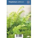 Naaldvaren (polystichum setiferum) schaduwplant