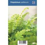 Naaldvaren (polystichum setiferum) schaduwplant