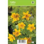 Dotterbloem (caltha palustris) voorjaarsbloeier
