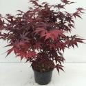 Japanse esdoorn (Acer palmatum "Bloodgood") heester