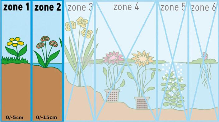 Blauwe maskerbloem (Mimulus ringens) moerasplant (6-stuks)