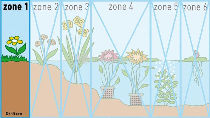 Knikkend nagelkruid (Geum rivale) moerasplant (6-stuks)