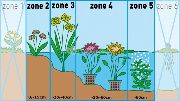 Waterviolier (Hottonia palustris) zuurstofplant (10-stuks)