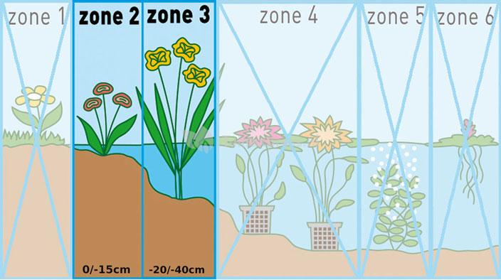 Bonte mattenbies (Scirpus tabernaemontani “Zebrinus”) moerasplant (6-stuks)