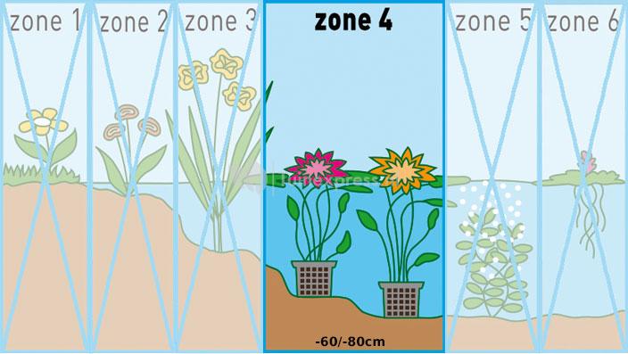 Roze waterlelie (Nymphaea fire opal) waterlelie (6-stuks)