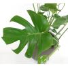 Monstera pertusem L gatenplant hydrocultuur plant