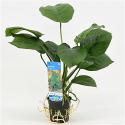 Anubias barteri - 6 stuks - aquarium plant