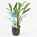Cryptocoryne nevellii - 6 stuks - aquarium plant