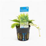 Echinodorus magdalenensis - 6 stuks - aquarium plant