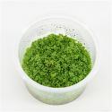 Hemianthus callitrichoides - 3 stuks - aquarium plant