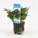 Hygrophila corymbosa compacta mini - 6 stuks - aquarium plant