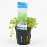 Micranthemum umbrosum - 6 stuks - aquarium plant