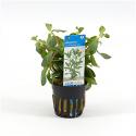 Ammania senegalensis - 6 stuks - aquarium plant