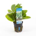 Echinodorus harbich - 6 stuks - aquarium plant
