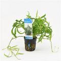 Echinodorus vesuvius
 - 6 stuks - aquarium plant