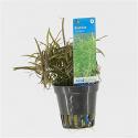 Eustralis stellata - 6 stuks - aquarium plant