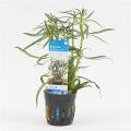 Eustralis stellata grof - 6 stuks - aquarium plant