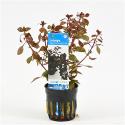 Ludwigia repens mini - rood - 6 stuks - aquarium plant