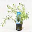 Myriophyllum brasiliensis
 - 6 stuks - aquarium plant