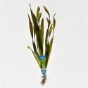 Vallisneria gigantea - 10 stuks - aquarium plant