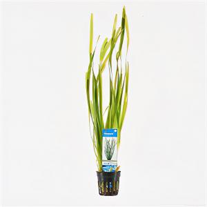 Vallisneria spiralis - 6 stuks - aquarium plant
