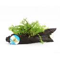 Microsorum species - op drijfhout  -  aquarium plant