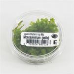 Monosolenium pelia mos - 3 stuks - aquarium plant