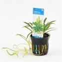 Sagittaria platyphylla - 6 stuks - aquarium plant