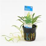 Sagittaria platyphylla - 6 stuks - aquarium plant