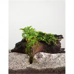 Staurogyne repens - op drijfhout -  aquarium plant