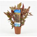 Alternanthera reineckii rosaefolia - 10 stuks - aquarium plant
