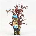 Alternanthera reineckii sessilis - 6 stuks - aquarium plant