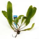 Aponogeton boivinianus - 3 stuks - aquarium plant