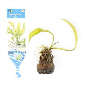 Aponogeton ulvaceus - 3 stuks - aquarium plant Aponogeton ulvaceus - 3 stuks - aquarium plant