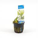 Aponogeton ulvaceus - 6 stuks - aquarium plant