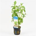 Bacopa madagascariensis - 6 stuks - aquarium plant