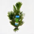 Ceratophyllum demersum - 10 stuks - aquarium plant