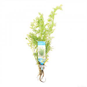 Ceratopteris siliquosa - 10 stuks - aquarium plant Ceratopteris siliquosa - 10 stuks - aquarium plant