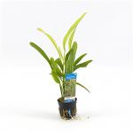 Echinodorus horemanii - 6 stuks - aquarium plant