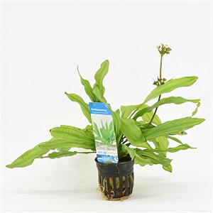 Echinodorus major martii - 6 stuks - aquarium plant