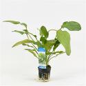 Echinodorus ozelot groen / leopard - 6 stuks - aquarium plant